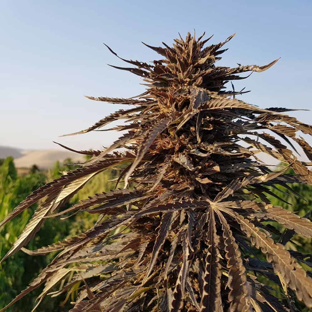 Afghan Kush Seeds from Kandahar Image
