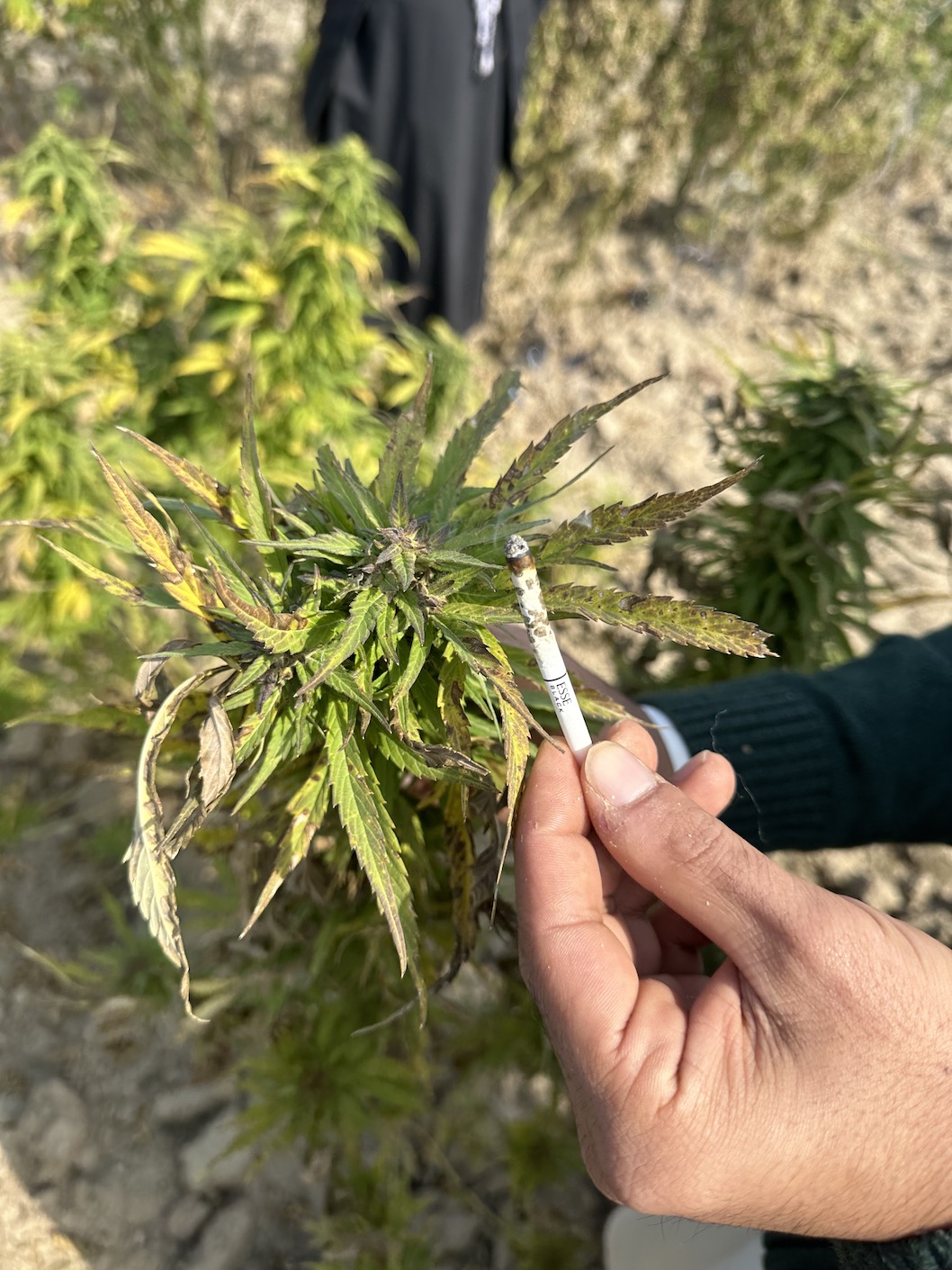 Afghan Kush Seeds from PARWAN Image